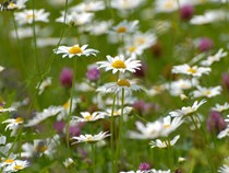 © NatureLife-International